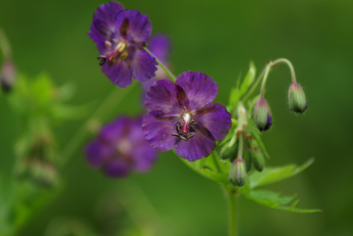 Geranium phaeum / Geranio stellato