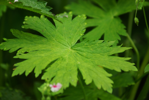 Geranium phaeum / Geranio stellato