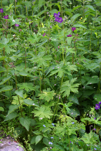 Geranium phaeum / Geranio stellato