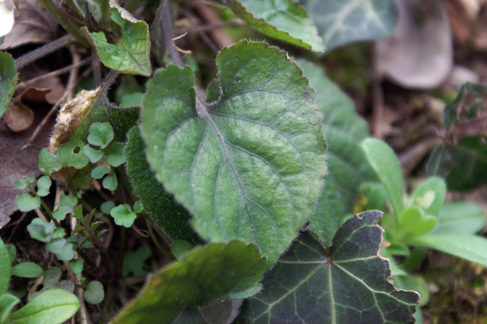 Viola alba  / Viola bianca