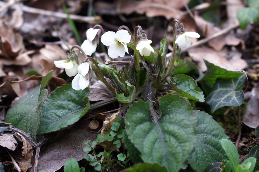 Viola alba  / Viola bianca