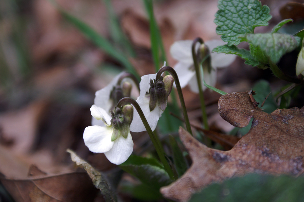 Viola alba  / Viola bianca