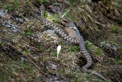 Vipera