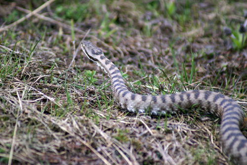 Vipera