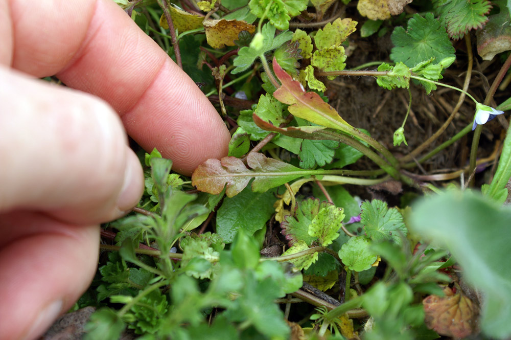 Capsella rubella / Borsapastore annuale