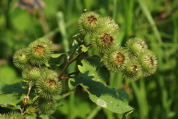 Arctium tomentosum e Xanthium italicum