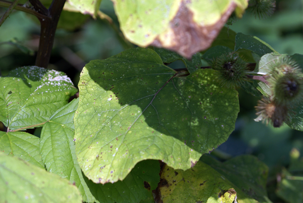 Arctium tomentosum e Xanthium italicum