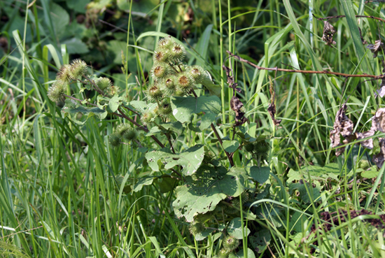 Arctium tomentosum e Xanthium italicum