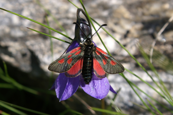 Zygaena exulans