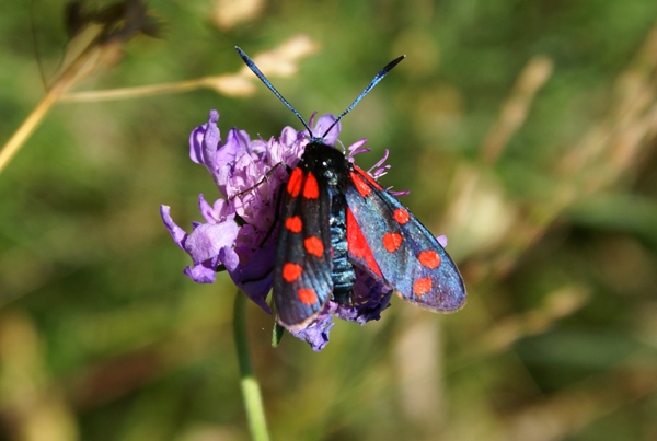 Zygaena (Zygaena) transalpina