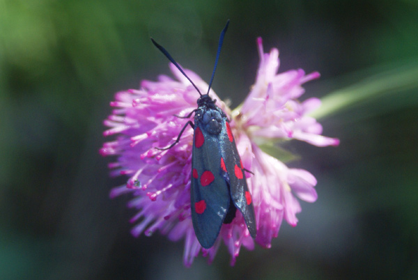 Zygaena