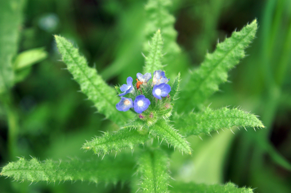 Lycopsis arvensis / Buglossa minore