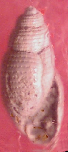 Acteonidea