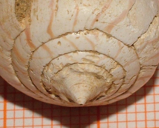 Conus pyrula (Brocchi, 1814 ) - Pliocene