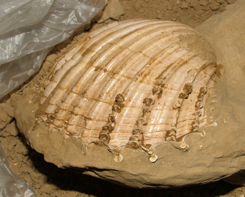 Cardium indicum (Lamarck, 1819) - Pliocene Toscana