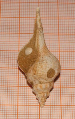 gasteropode