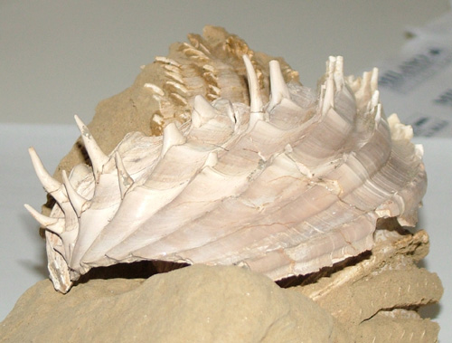 Cardium indicum (Lamarck, 1819) - Pliocene Toscana