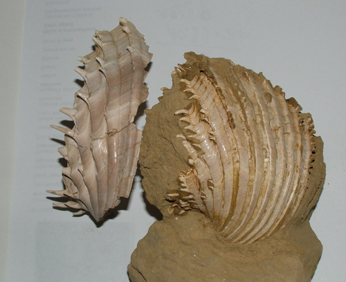 Cardium indicum (Lamarck, 1819) - Pliocene Toscana