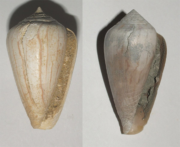 Conus pyrula (Brocchi, 1814 ) - Pliocene