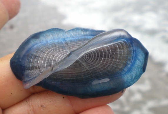 Spiaggiamento di Velella velella