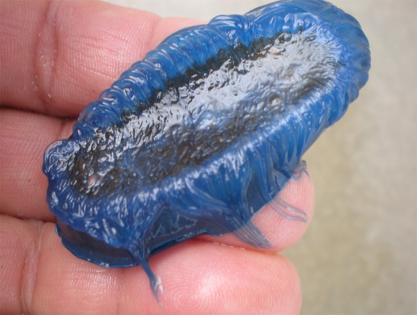 Spiaggiamento di Velella velella