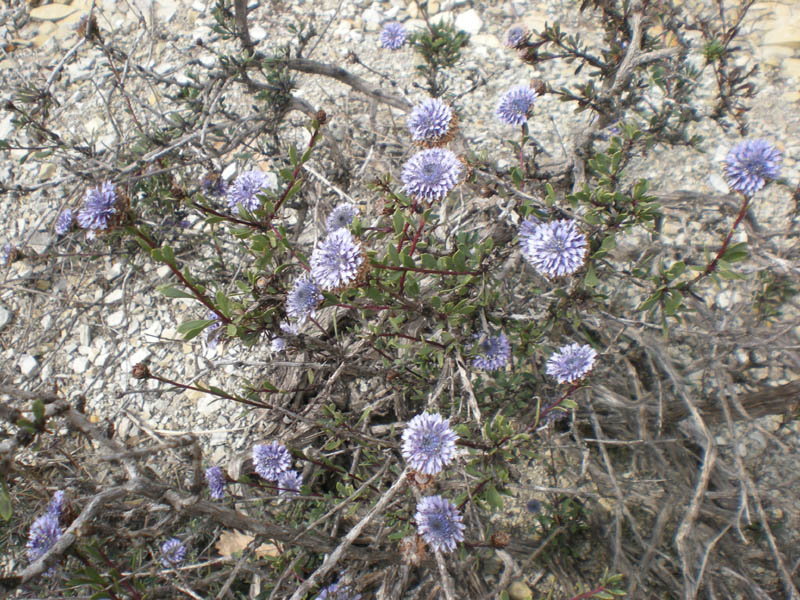 Liguria occidentale - Globularia alypum