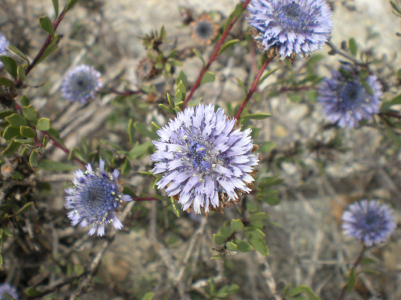 Liguria occidentale - Globularia alypum