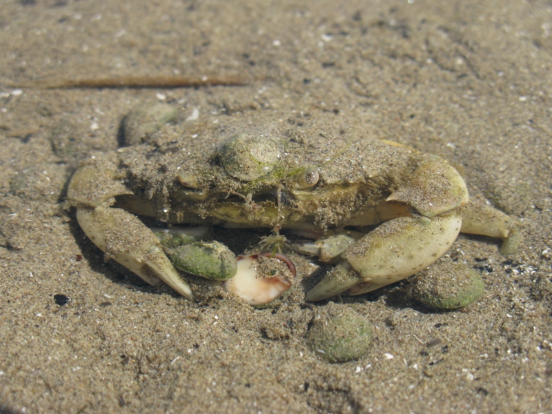 Carcinus aestuarii Nardo, 1847