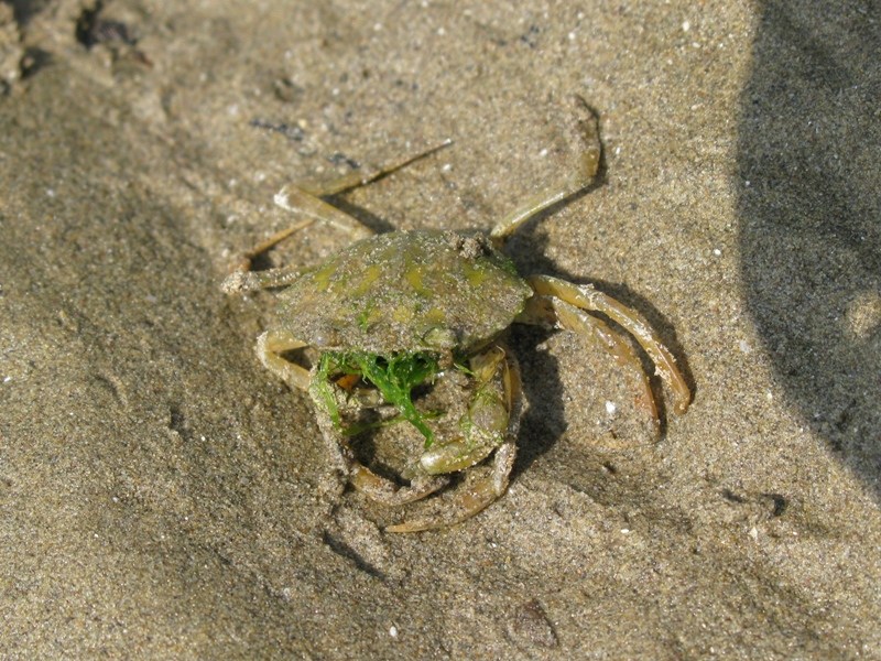 Carcinus aestuarii Nardo, 1847