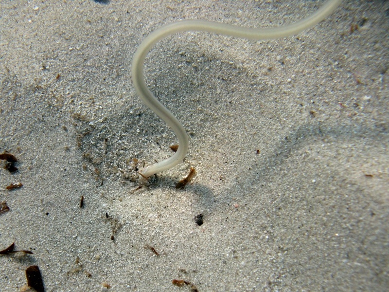 Giovanile di Ophisurus serpens