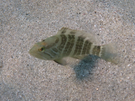 Epinephelus costae (Dotto o Cernia dorata)