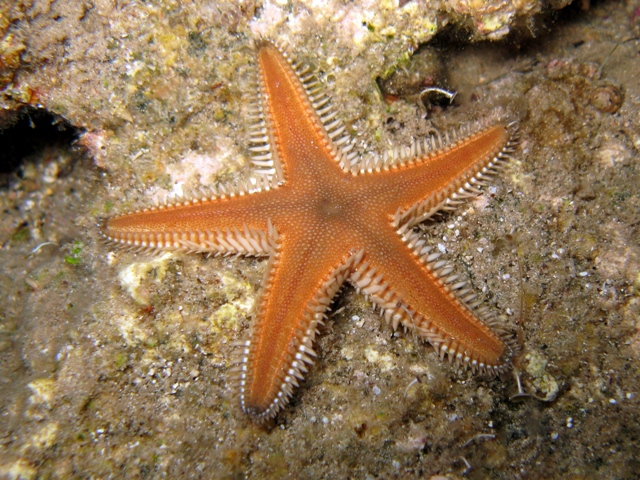 Astropecten platyacanthus (Philippi, 1837)