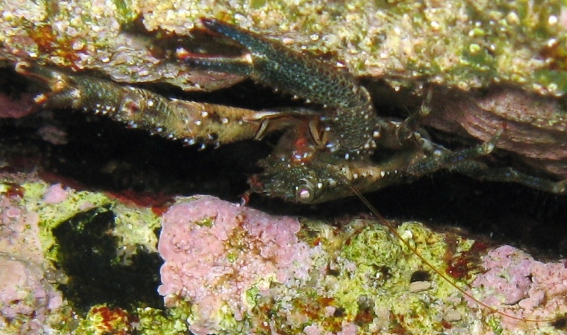 Galathea squamifera?