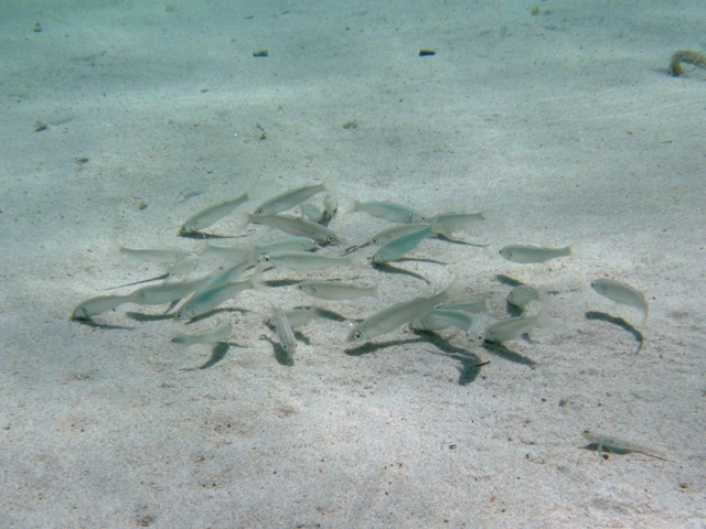 Pesciolino da determinare. Giovane Mullidae