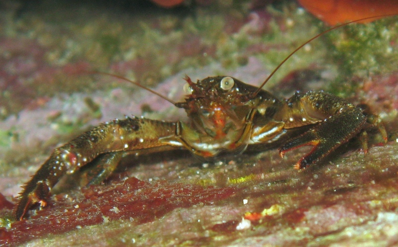 Galathea squamifera?