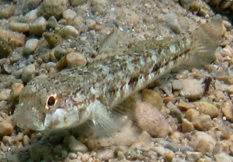 Gobius roulei (De Buen, 1928)