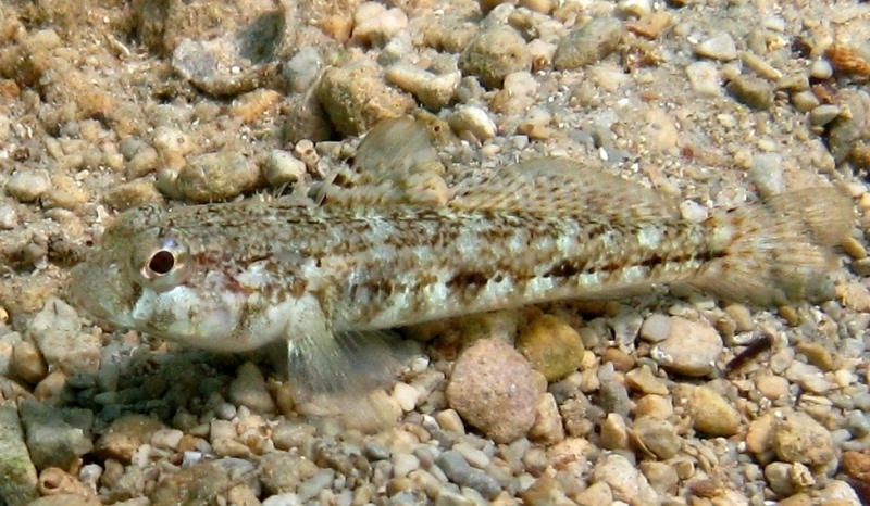 Gobius roulei (De Buen, 1928)