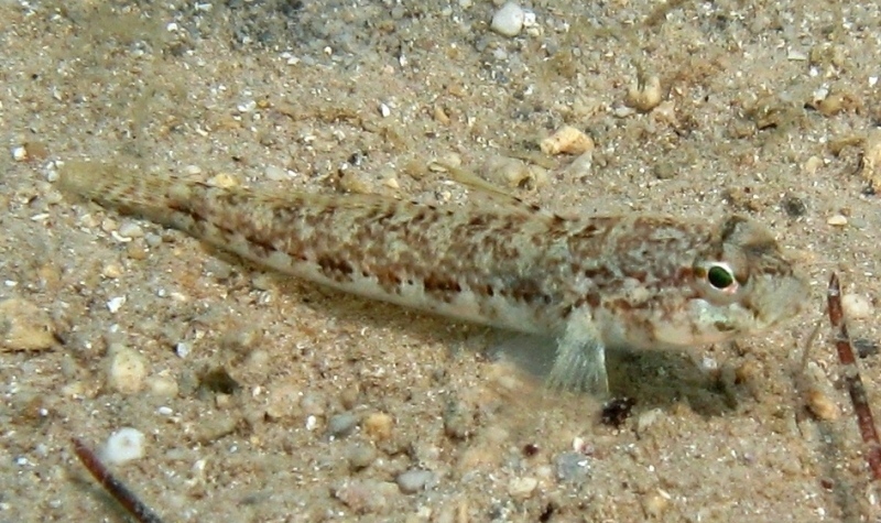 Gobius roulei (De Buen, 1928)