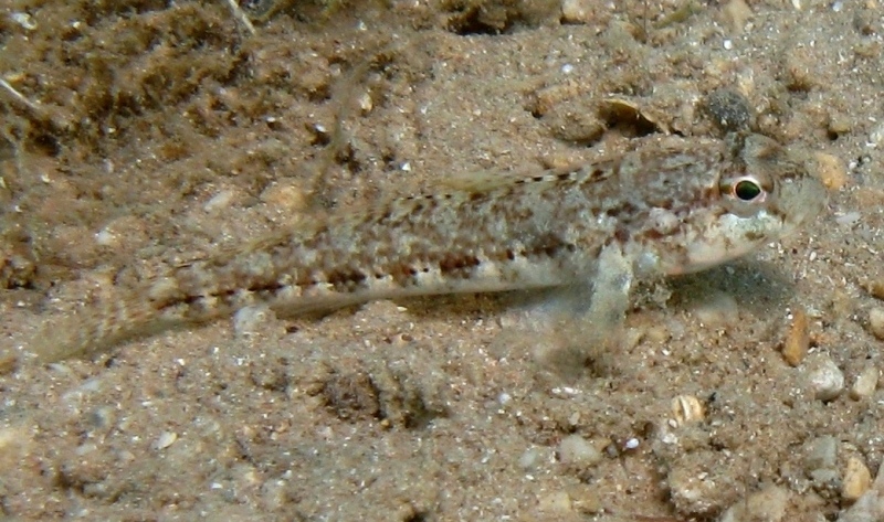 Gobius roulei (De Buen, 1928)