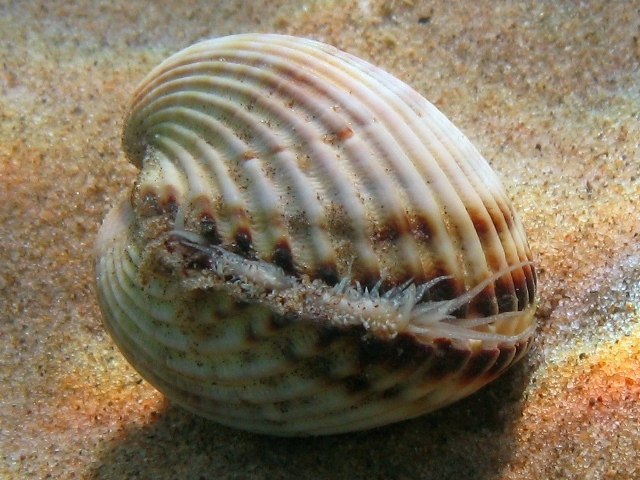 Acanthocardia tuberculata