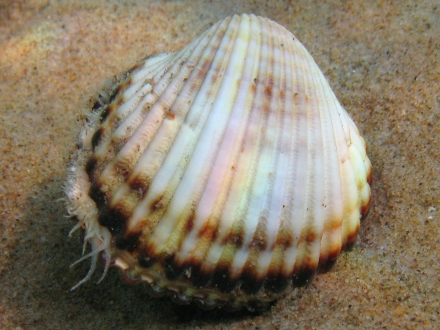 Acanthocardia tuberculata