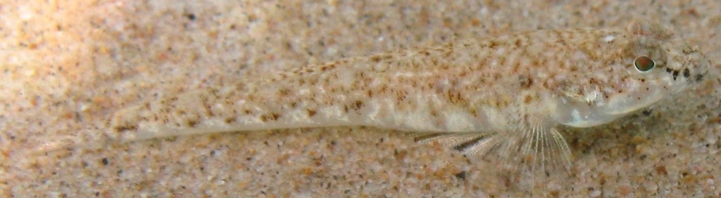 Pomatoschistus marmoratus