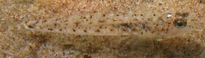 Pomatoschistus marmoratus