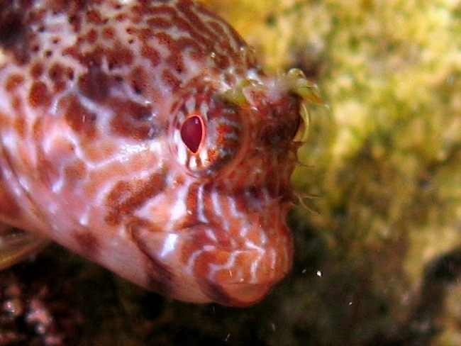 Parablennius zvonimiri (dettaglio tentacoli intermedi)