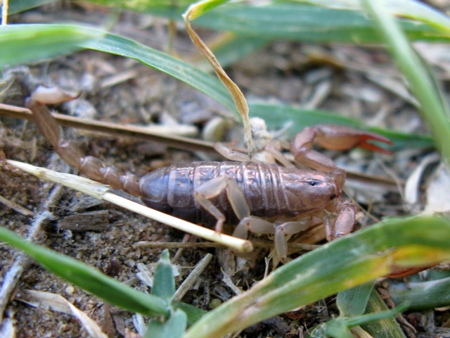 Euscorpius sp. Croazia