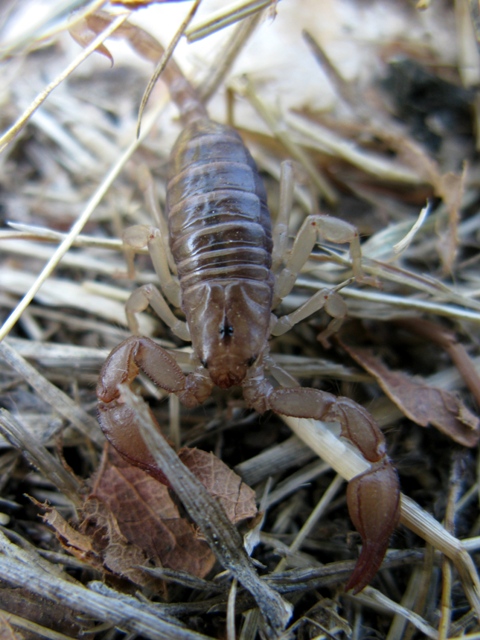 Euscorpius sp. Croazia