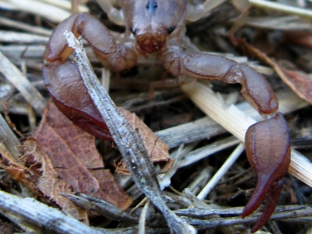 Euscorpius sp. Croazia