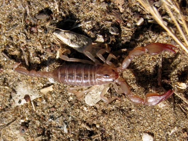 Euscorpius sp. Croazia