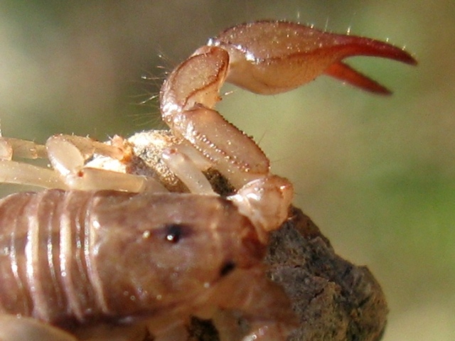 Euscorpius sp. Croazia