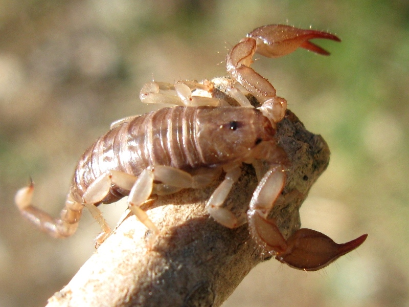 Euscorpius sp. Croazia